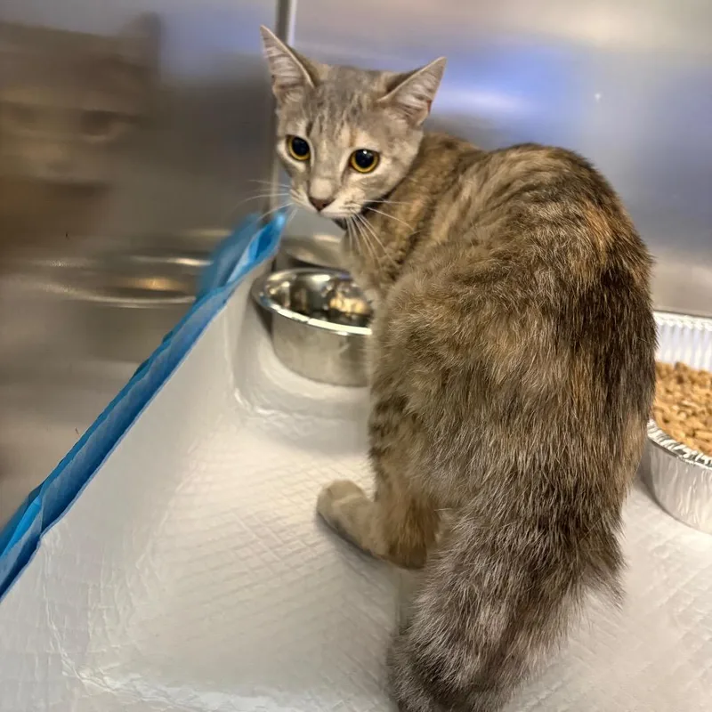 A young medium-sized female Gray / Blue / Silver Domestic Short Hair cat named Baker for adoption in Greensboro, NC
