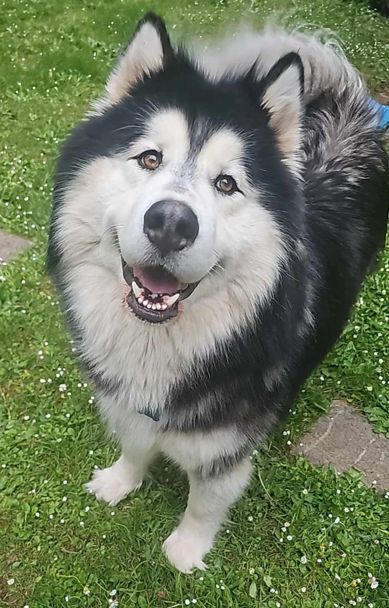 A young large-sized male Alaskan Malamute dog named Arthur for adoption in Seattle, WA