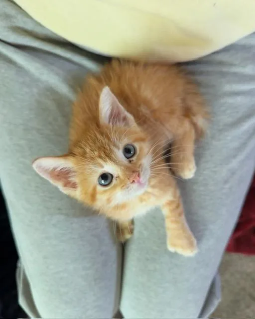 A baby medium-sized female Tabby (Orange / Red) Domestic Short Hair cat named Baby Jenna for adoption in Albertville, MN