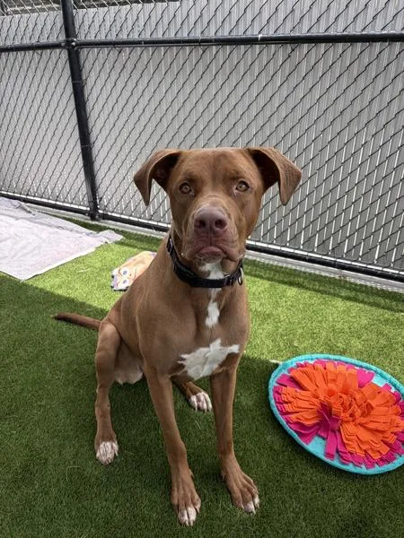 A young extra large-sized female Pit Bull Terrier dog named Stella for adoption in San Diego, CA