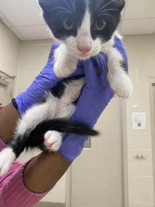 A baby small-sized male Domestic Short Hair cat named Flynn for adoption in Fishers, IN
