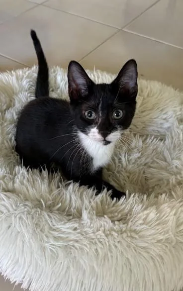 A baby small-sized male Black & White / Tuxedo Domestic Short Hair cat named Astro for adoption in Boca Raton, FL