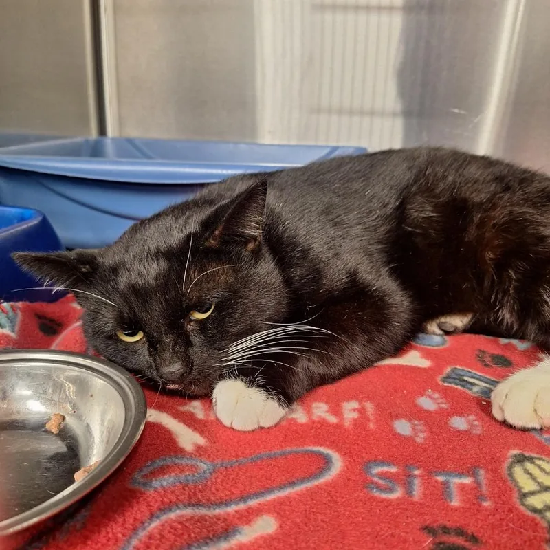 An adult medium-sized male Domestic Short Hair cat named Raymond for adoption in Gautier, MS