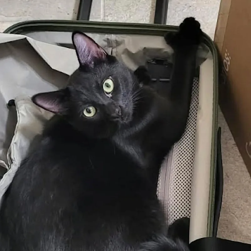 Larry aka Mischief