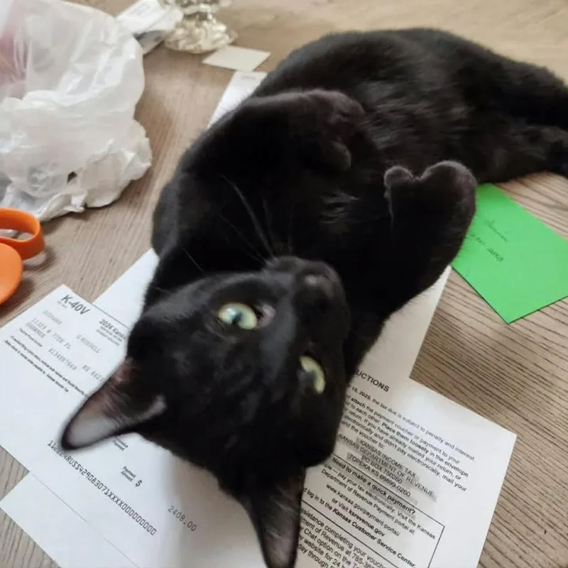 Larry aka Mischief thumbnail 2