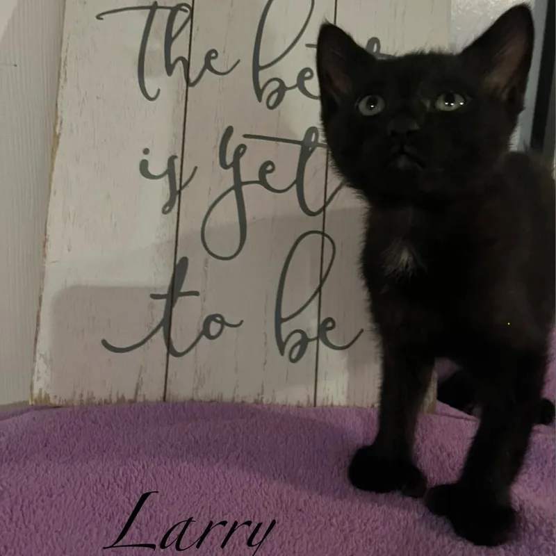 Larry aka Mischief thumbnail 3