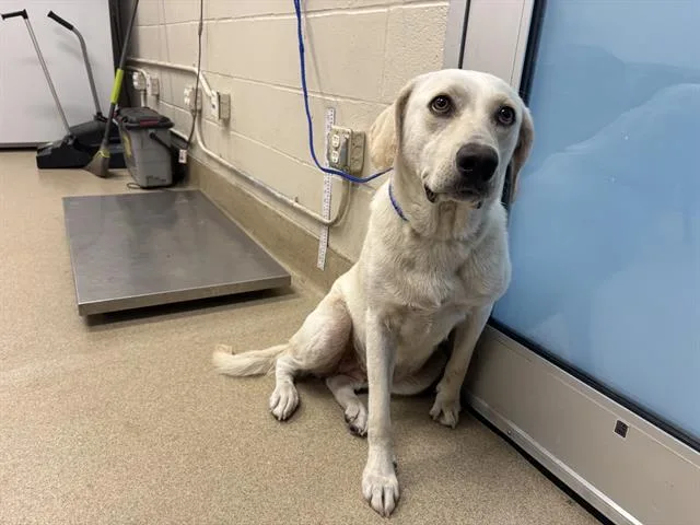 A young large-sized female Labrador Retriever dog named American Beauty for adoption in Grand Prairie, TX