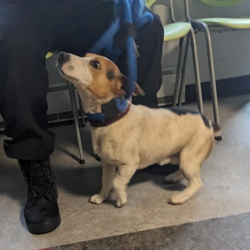 An adult small-sized male White / Cream Beagle dog named Bolt for adoption in Philadelphia, PA
