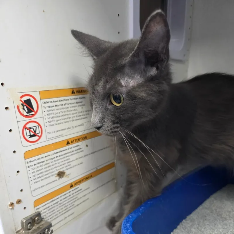 A young small-sized female Domestic Medium Hair cat named Whisp for adoption in Duncan, OK