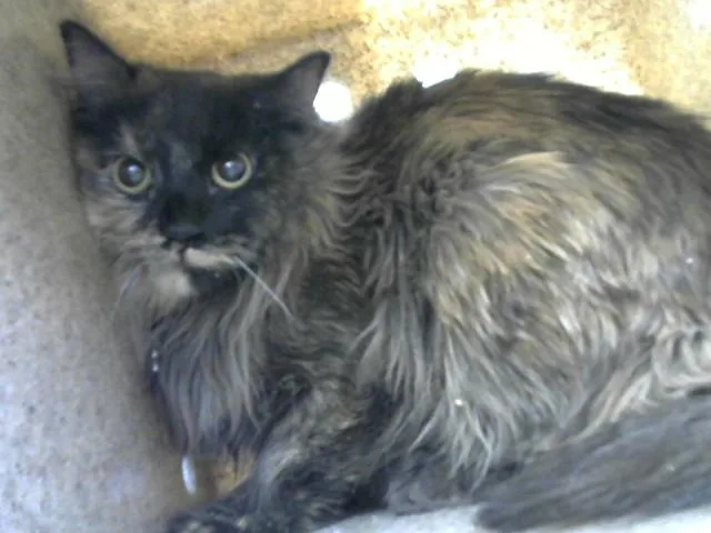 A young medium-sized female Domestic Short Hair cat named Usa for adoption in Albuquerque, NM