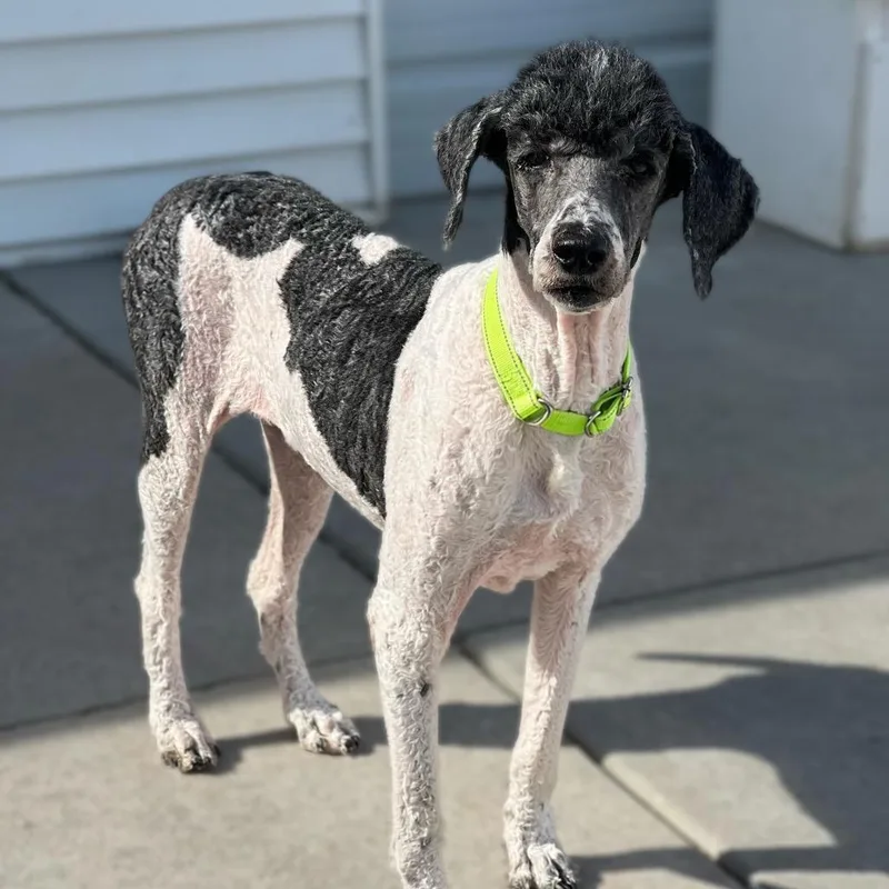 A senior medium-sized female Standard Poodle dog named Sophie for adoption in St. Peters, MO