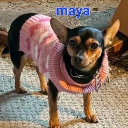 An adult small-sized female Black Chihuahua dog named Maya for adoption in Tunkhannock, PA