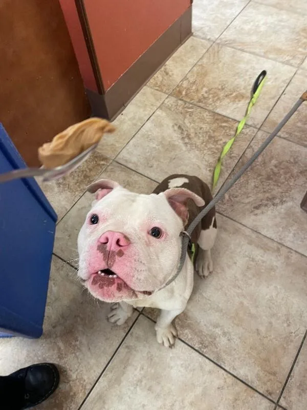 An adult large-sized male American Bulldog dog named Apollo for adoption in Cincinnati, OH