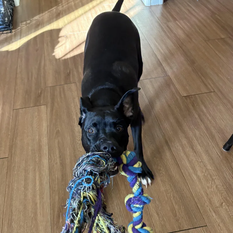 Rocco thumbnail 2