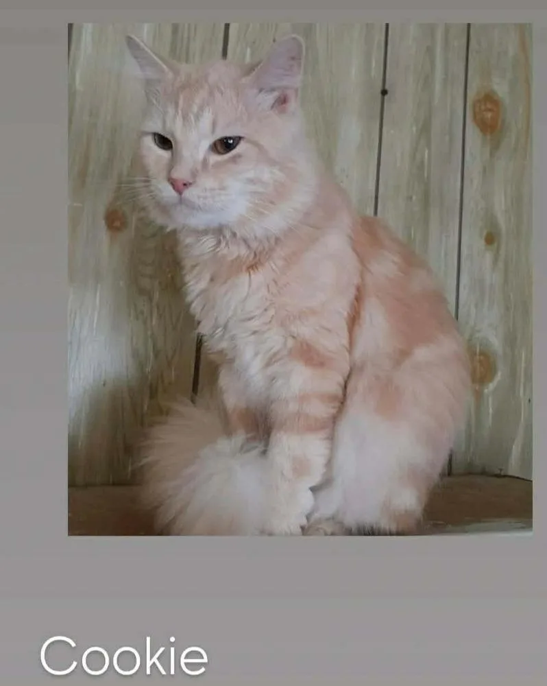 An adult medium-sized male Domestic Medium Hair cat named Cookie for adoption in South Bend, IN