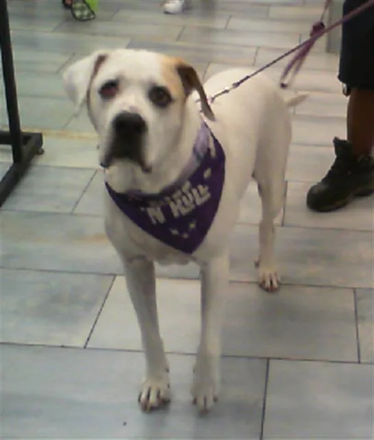 An adult large-sized female Mixed Breed dog named Amethyst for adoption in Charlotte, NC