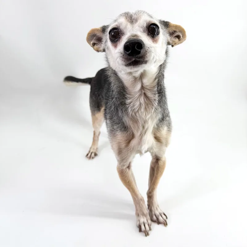 A senior small-sized male Gray / Blue / Silver Chihuahua dog named Harrison for adoption in Scottsdale, AZ