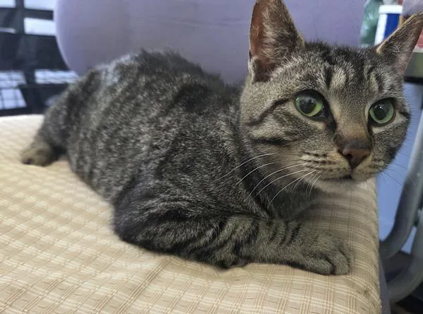 A young medium-sized female Domestic Short Hair cat named Alice for adoption in Cleveland, TN