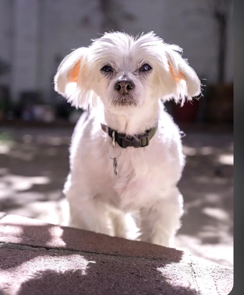 A senior small-sized male White / Cream Maltese dog named Sammie for adoption in Sunset Beach , CA