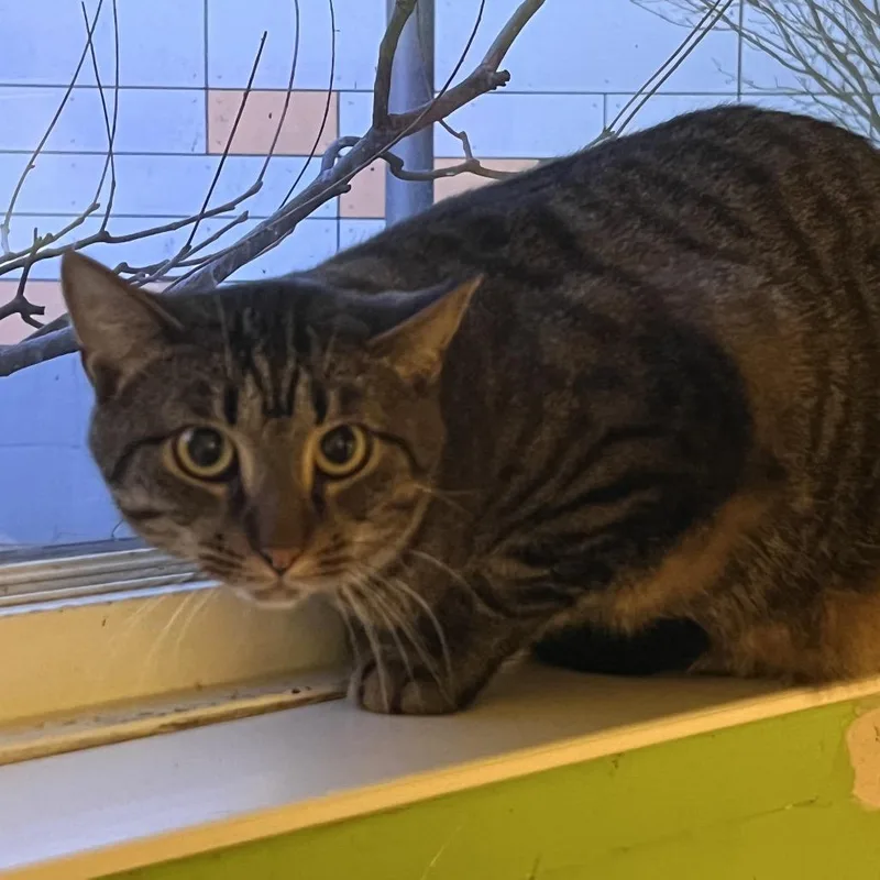 Candyman thumbnail 2