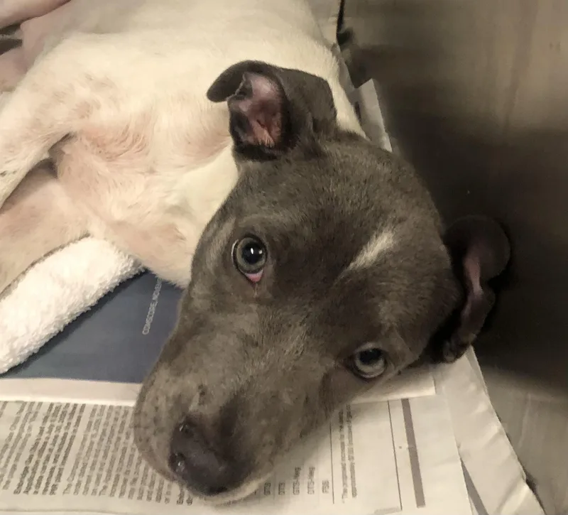 A baby medium-sized female White / Cream Mixed Breed dog named Sissy for adoption in Parma, OH