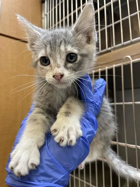 A baby small-sized female Domestic Short Hair cat named Margaery for adoption in Corpus Christi, TX