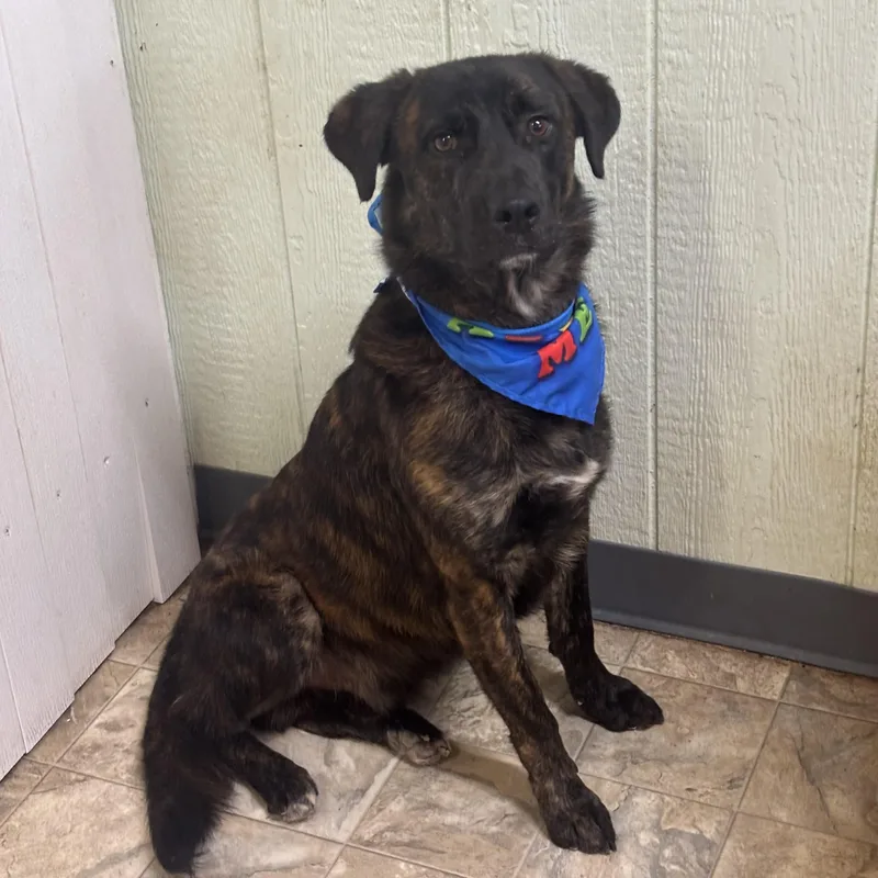 Tator Tot thumbnail 2