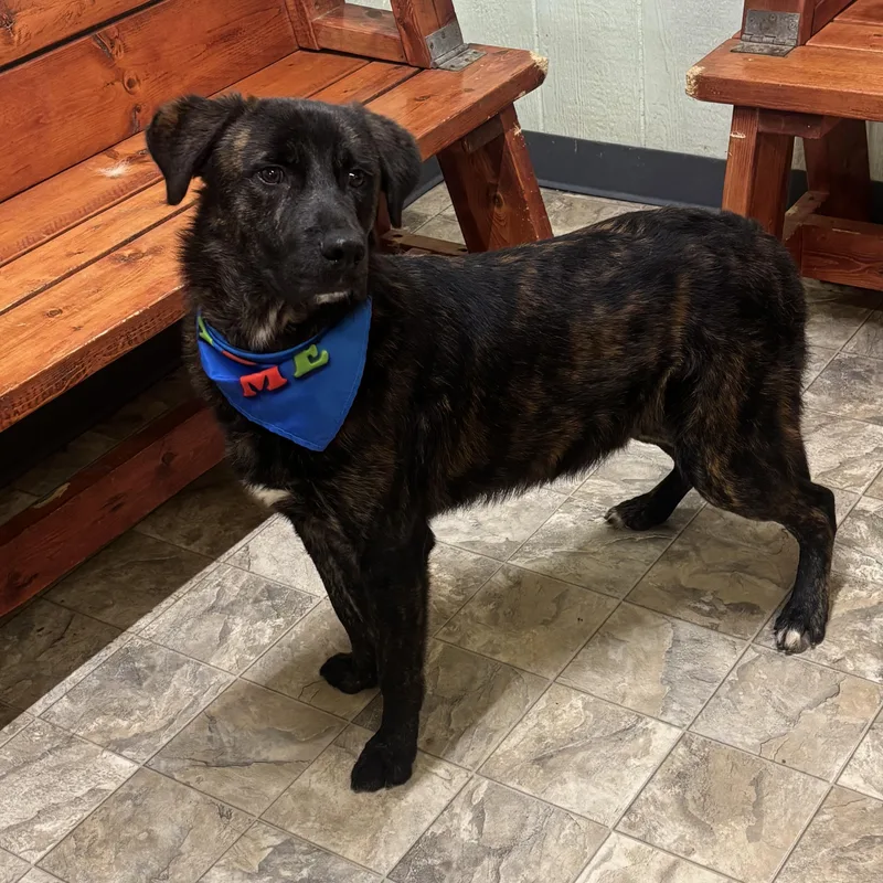 Tator Tot thumbnail 3