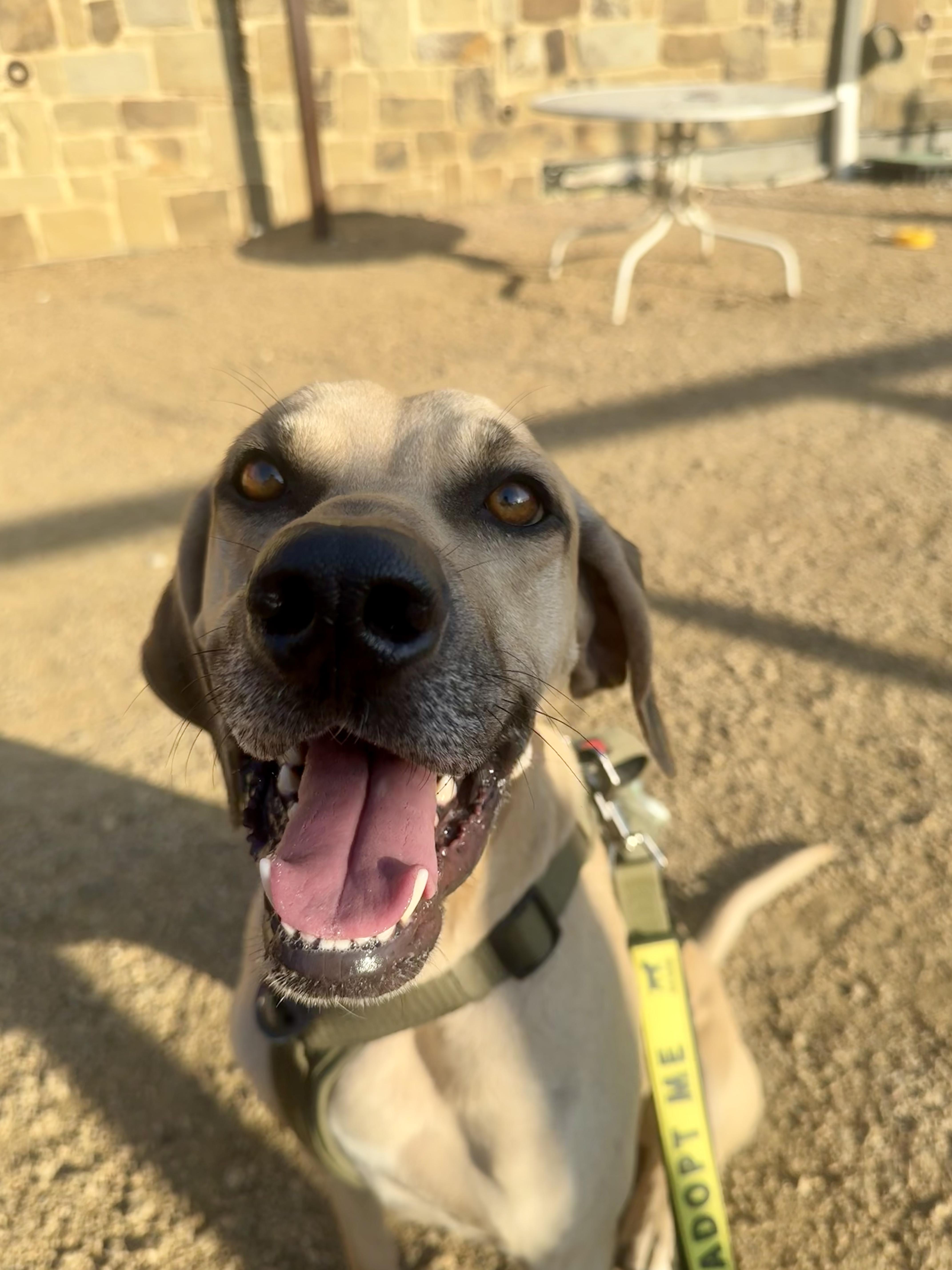 An adult large-sized male Yellow / Tan / Blond / Fawn Black Mouth Cur dog named Timmy for adoption in Seville, OH