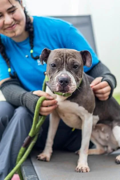 An adult medium-sized female Mixed Breed dog named Maracas for adoption in Chamblee, GA
