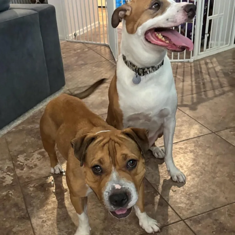 Butterscotch thumbnail 2