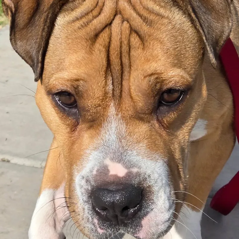 Butterscotch thumbnail 3