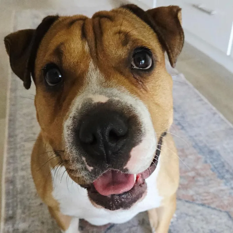 Butterscotch thumbnail 4