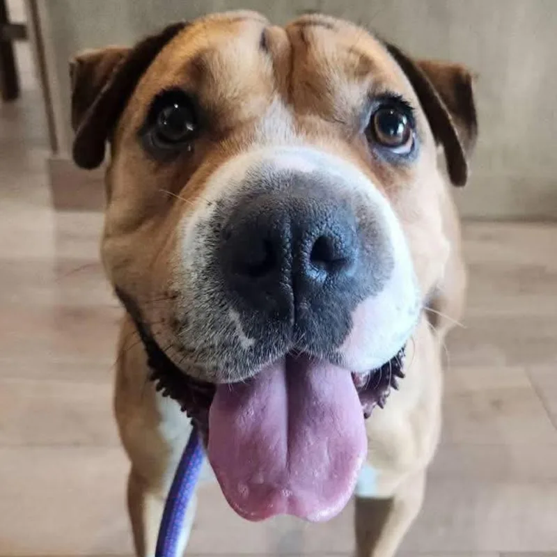 Butterscotch thumbnail 5