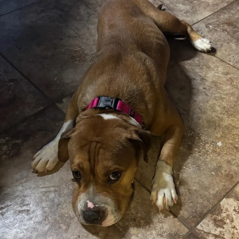 Butterscotch thumbnail 6