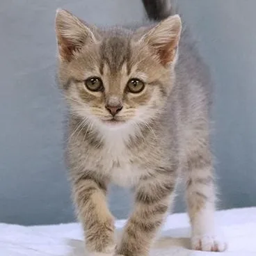 A baby medium-sized female Tabby (Gray / Blue / Silver) Domestic Short Hair cat named Mittens for adoption in Maynardville, TN