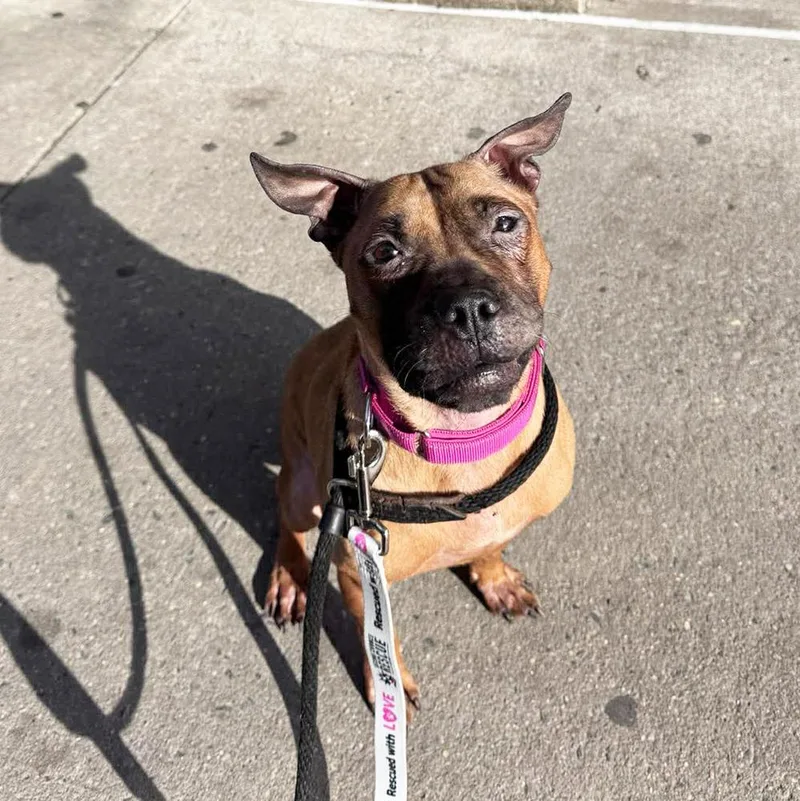 An adult small-sized female Mixed Breed dog named Twindle for adoption in Long Island City, NY
