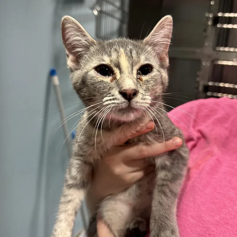 A young medium-sized female Gray / Blue / Silver Domestic Short Hair cat named Salsa for adoption in Chattanooga, TN