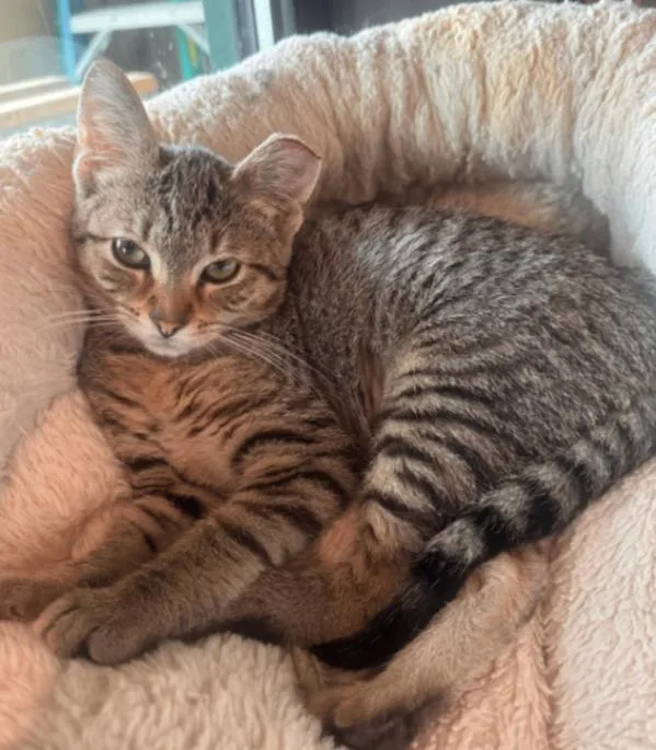 A young small-sized female Tabby (Brown / Chocolate) Domestic Short Hair cat named Emerald for adoption in Osseo, MI