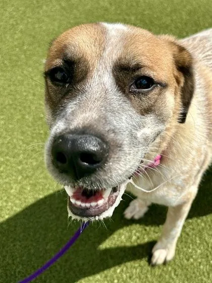 An adult large-sized female Mixed Breed dog named Jenni for adoption in Wichita, KS