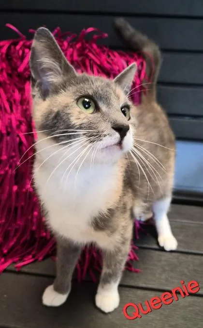 A baby medium-sized female Domestic Short Hair cat named Queenie for adoption in Conway, SC