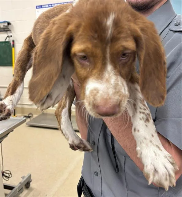 A baby small-sized male Treeing Walker Coonhound dog named Hazelnut for adoption in Grand Prairie, TX