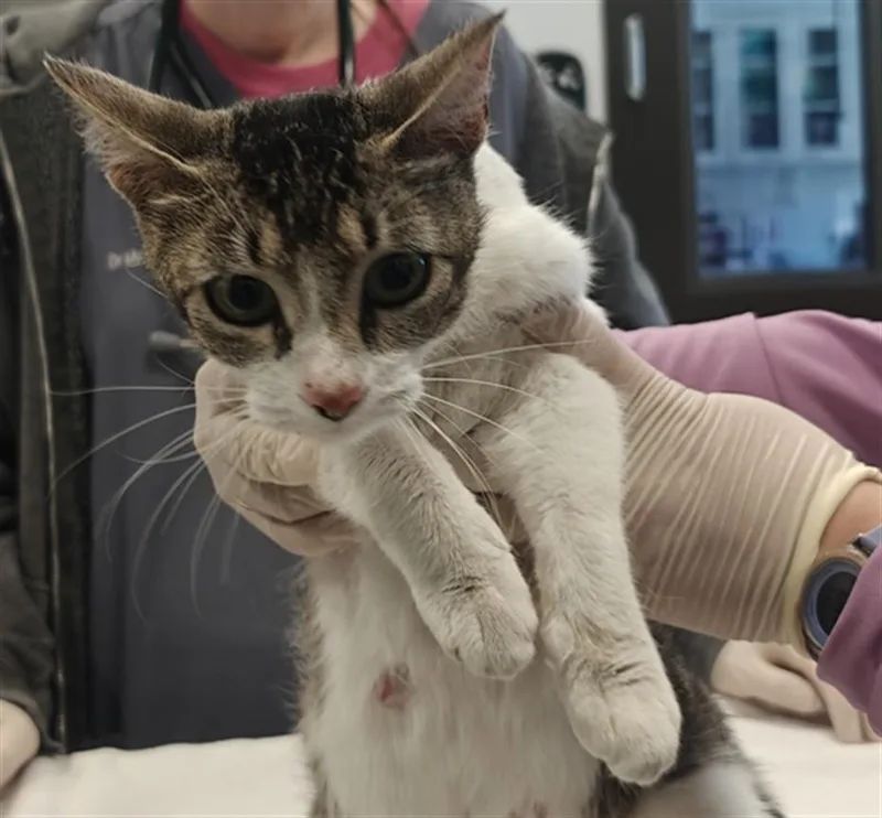 An adult small-sized female Domestic Short Hair cat named Elleganza for adoption in Santa Fe, NM