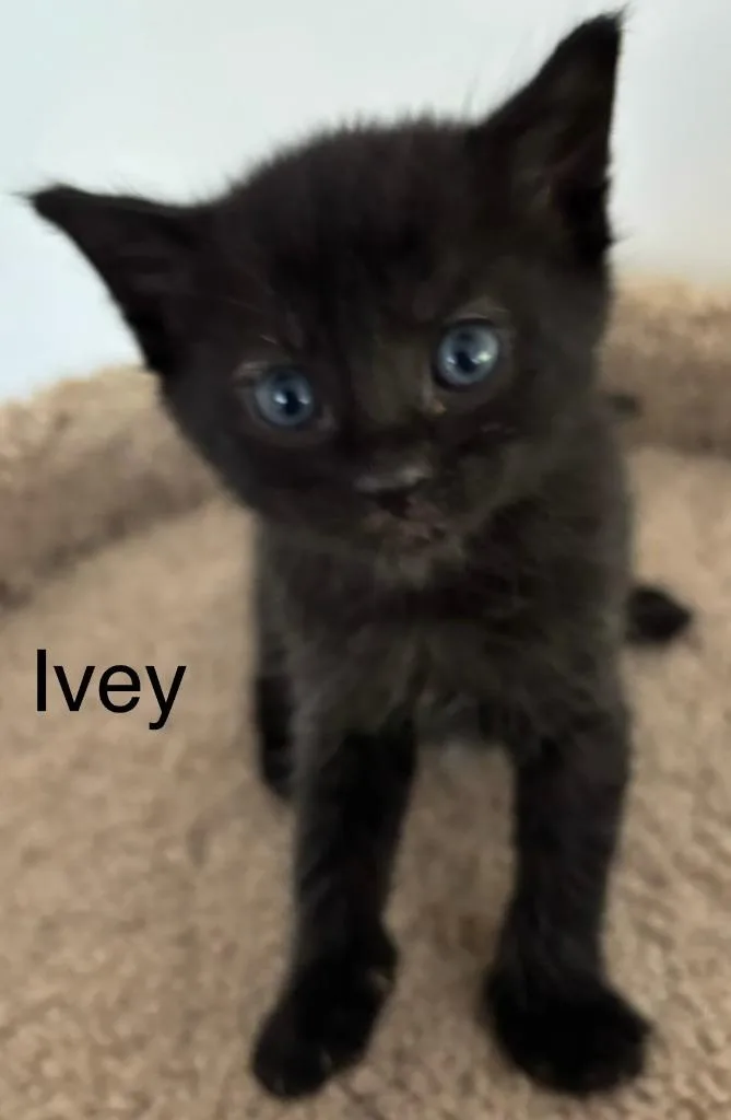 Ivey