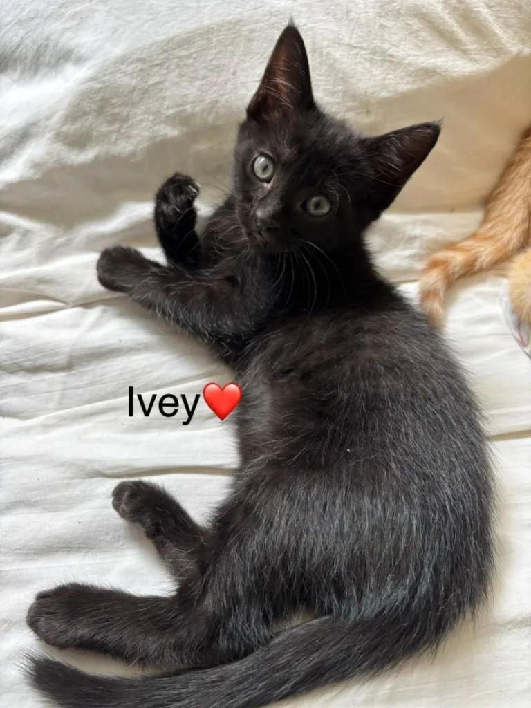 Ivey thumbnail 2