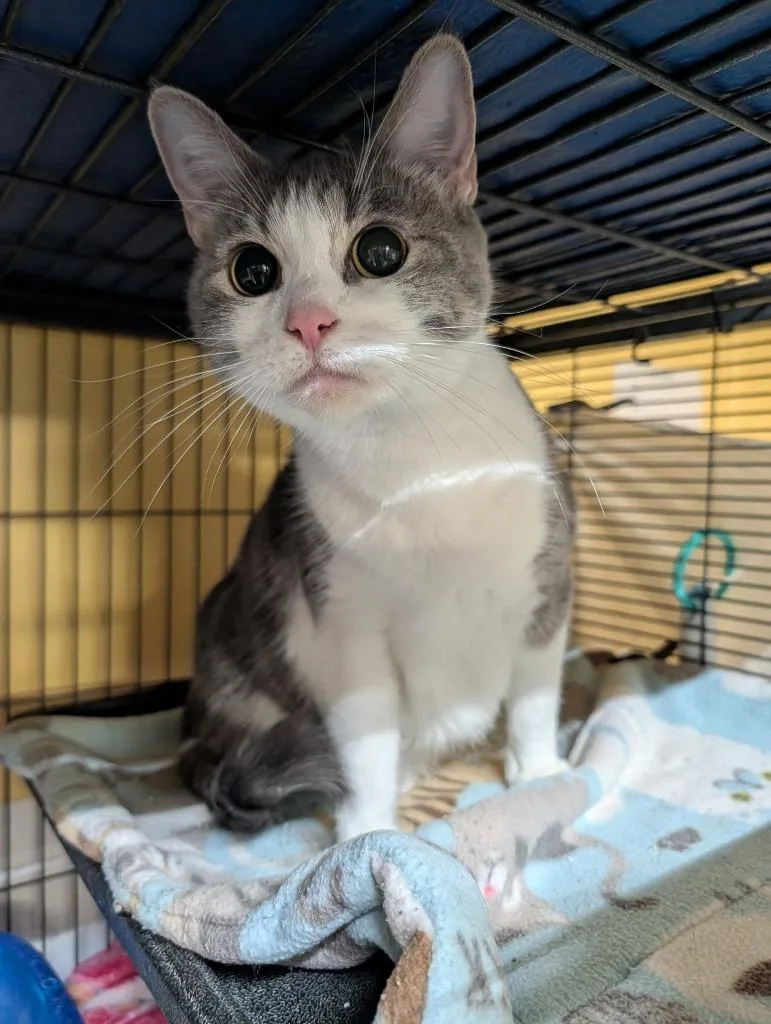 A young medium-sized female Domestic Short Hair cat named Daisy for adoption in Shelton, WA