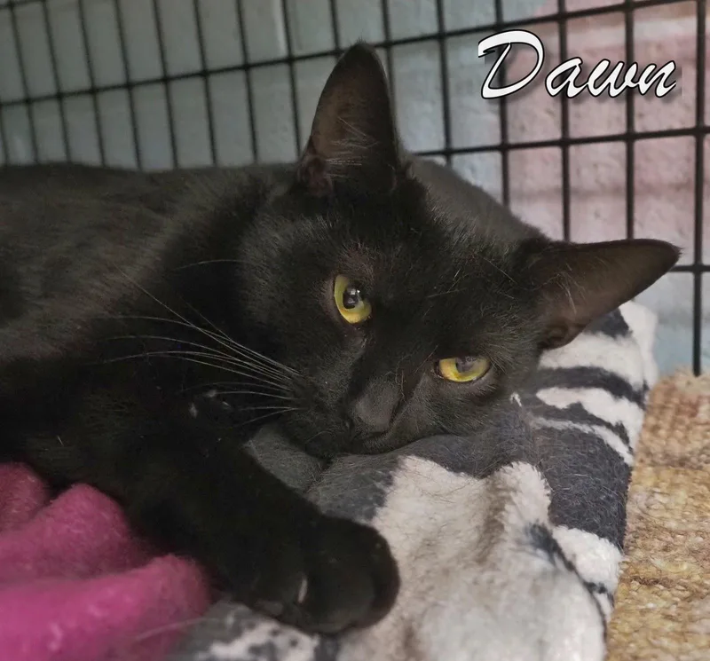 Bunny And Dawn thumbnail 2