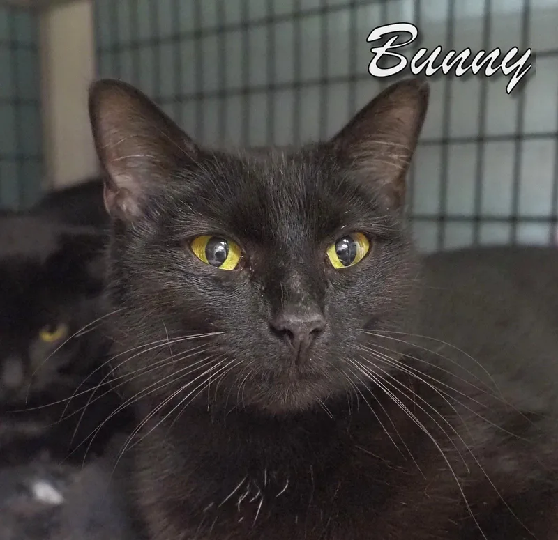 Bunny And Dawn thumbnail 3