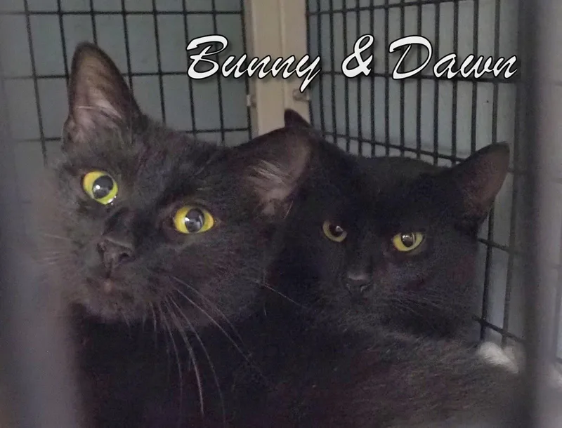 Bunny And Dawn thumbnail 4