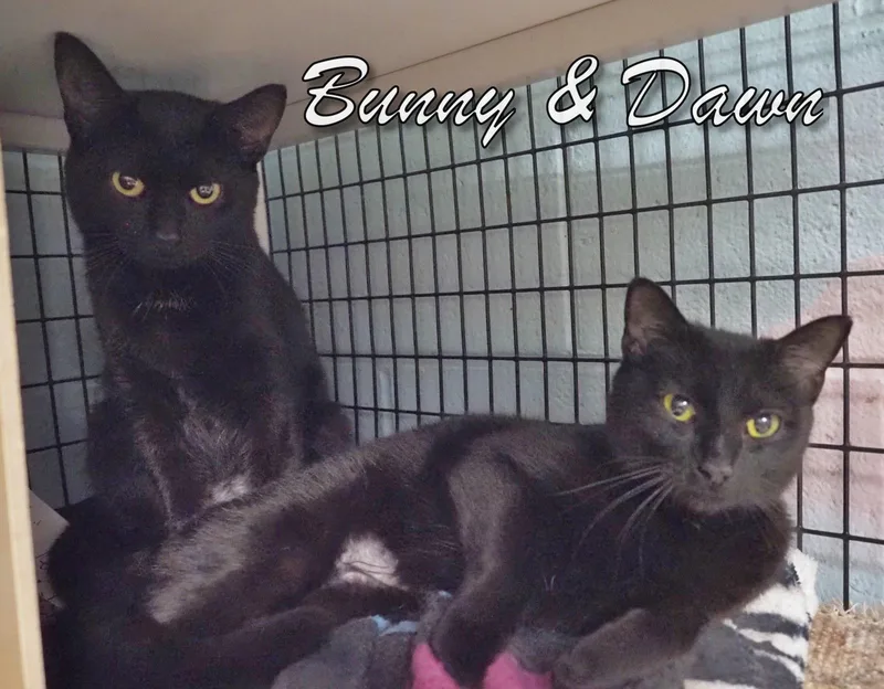 A young medium-sized female Domestic Short Hair cat named Bunny And Dawn for adoption in Cape May Court House, NJ